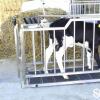 Electronic Weighing Calf Cart