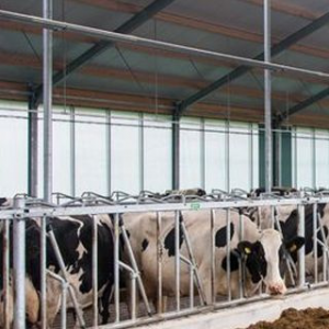 Central-Control Self-Locking Cow Headlock - SHEWUYOU Livestock Equipment