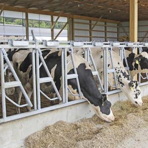 Heavy-Duty Large-Cow Self-Locking Headlock - SHEWUYOU Livestock Equipment