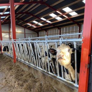 Adjustable Young-Stock Cattle Headlock - SHEWUYOU Livestock Equipment