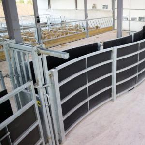 Fully Sheeted Curved Cattle Race System - SHEWUYOU Livestock Equipment
