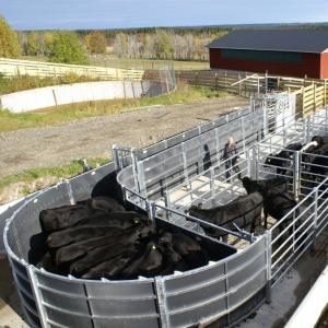 Half Dual-Width Cattle Race - SHEWUYOU Livestock Equipment