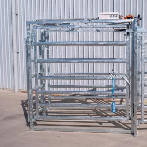 EID & Weight-Based 3-Way Cattle Sorting System - SHEWUYOU Livestock Equipment