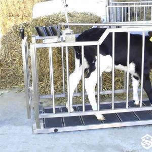 Electronic Weighing Calf Cart - SHEWUYOU Livestock Equipment