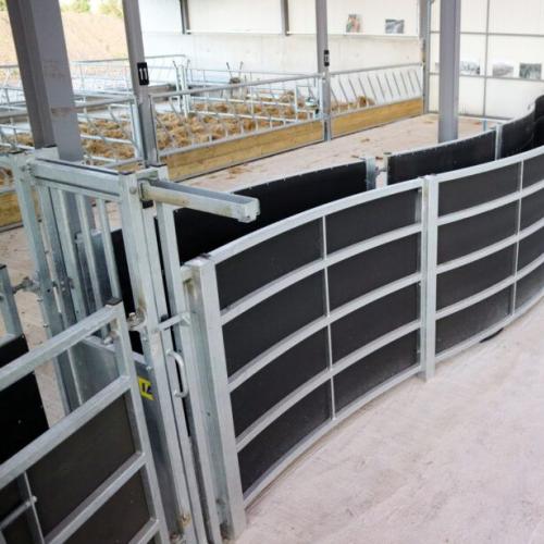 Fully Sheeted Curved Cattle Race System - SHEWUYOU Livestock Equipment