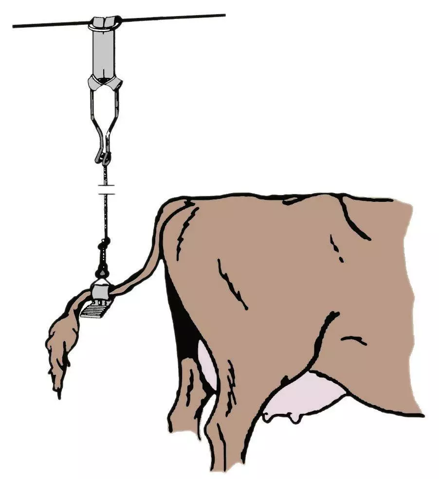 cattle tail holder for dairy stall