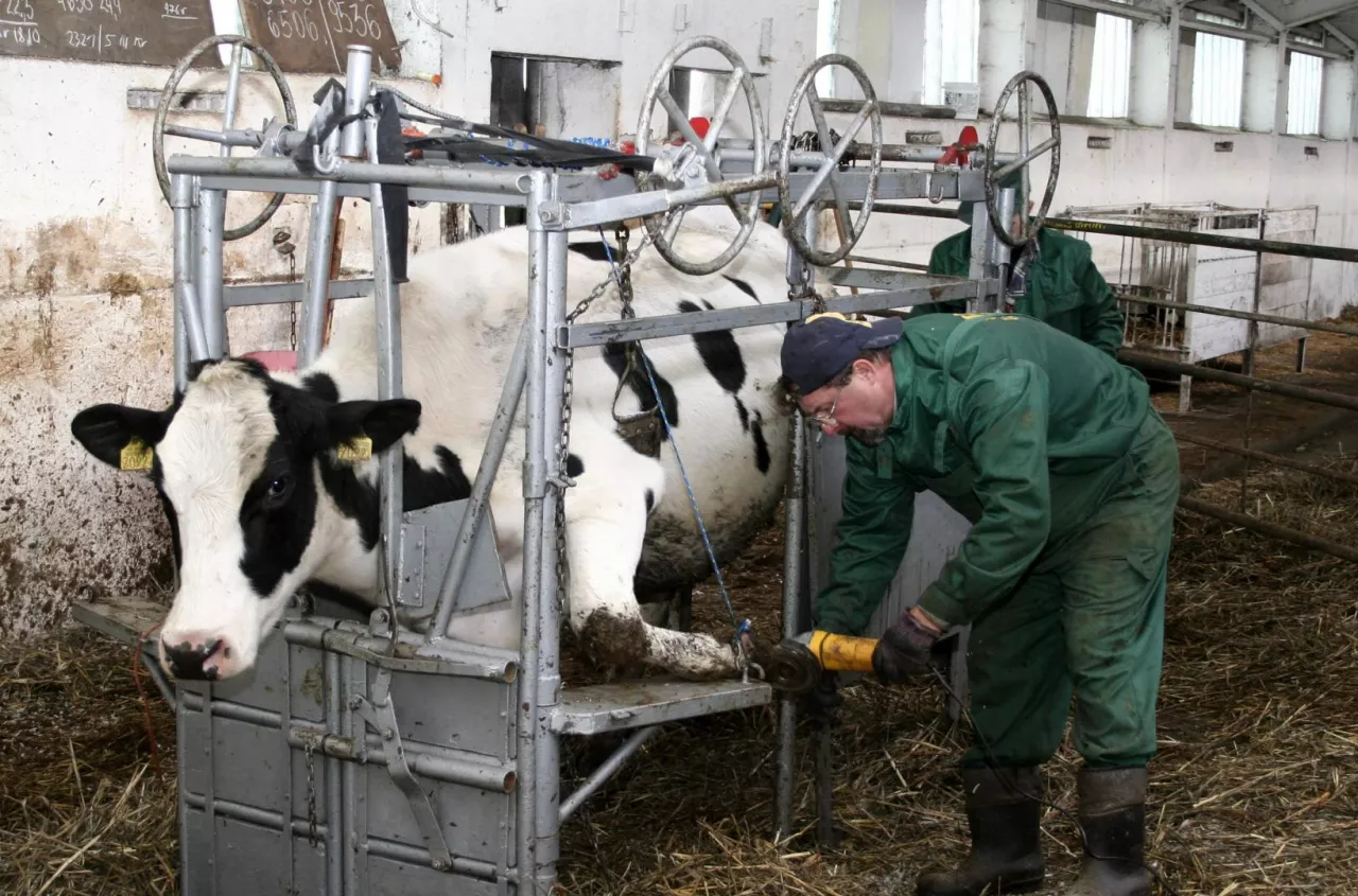 manual cattle hoof trimming restraint chute