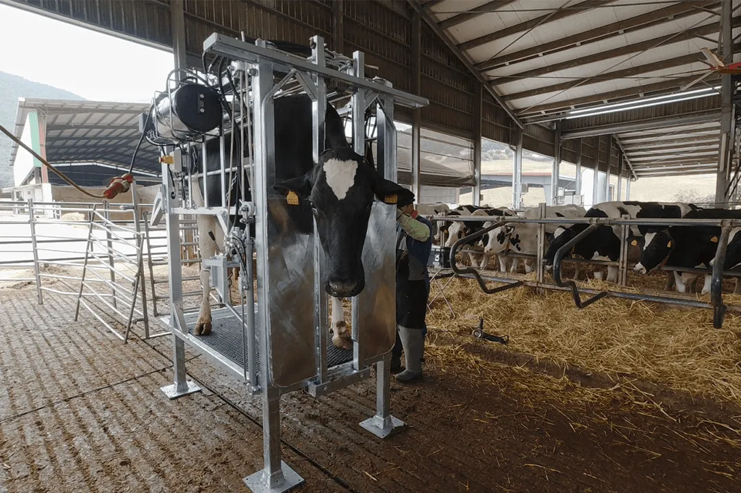 hydraulic cattle hoof trimming chute in dairy farm