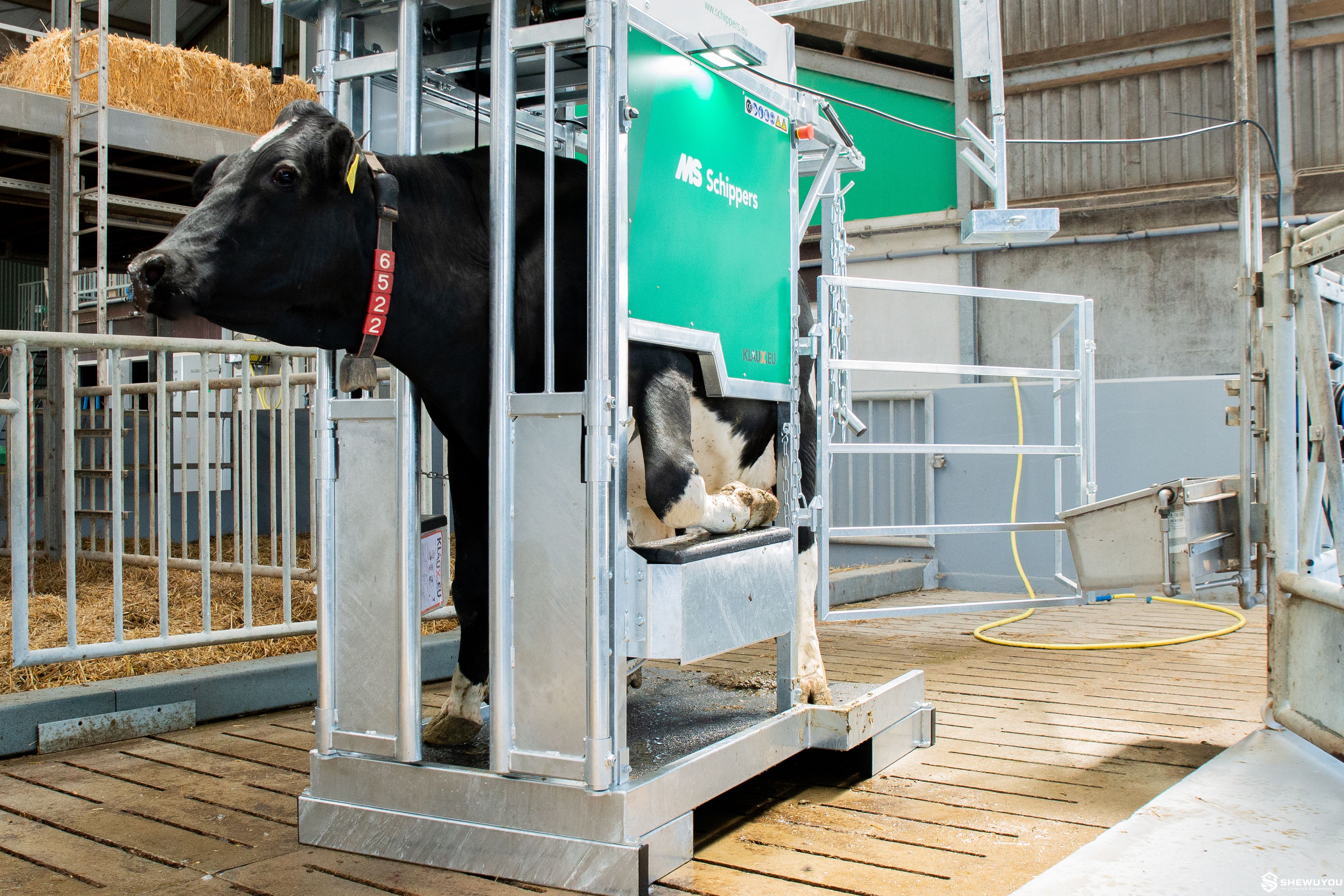cattle hoof trimming chute in dairy barn