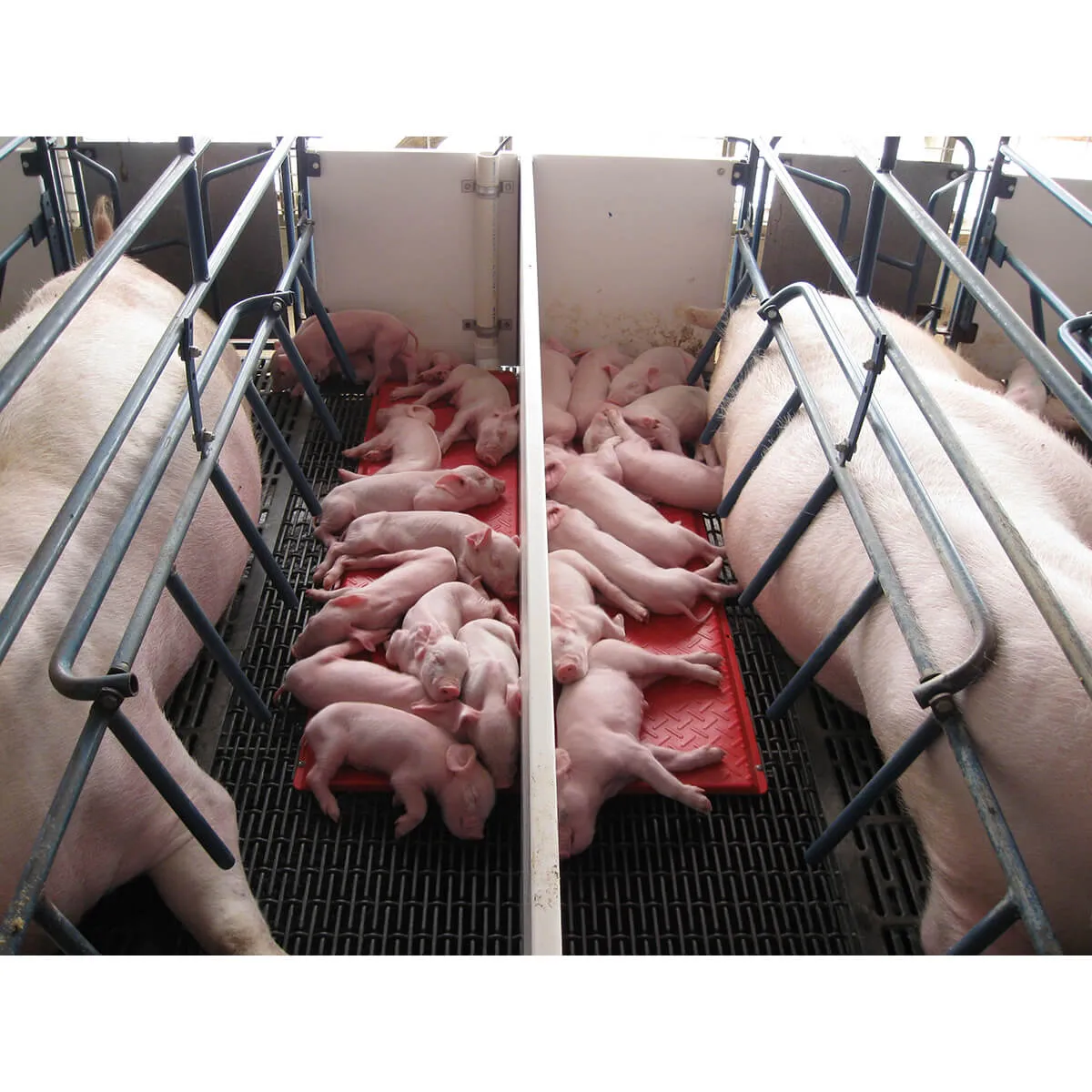 Piglet heat mat installed in commercial farrowing crates
