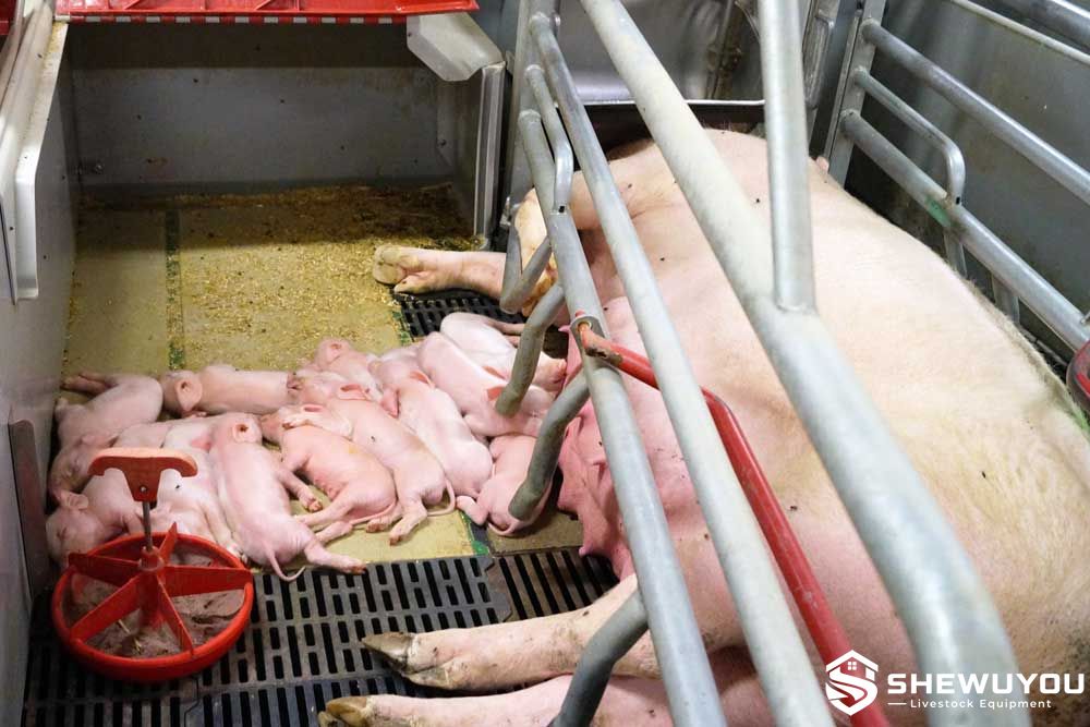 Piglet heating plate in farrowing pen
