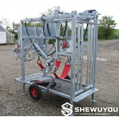 Professional cattle hoof trimming chute