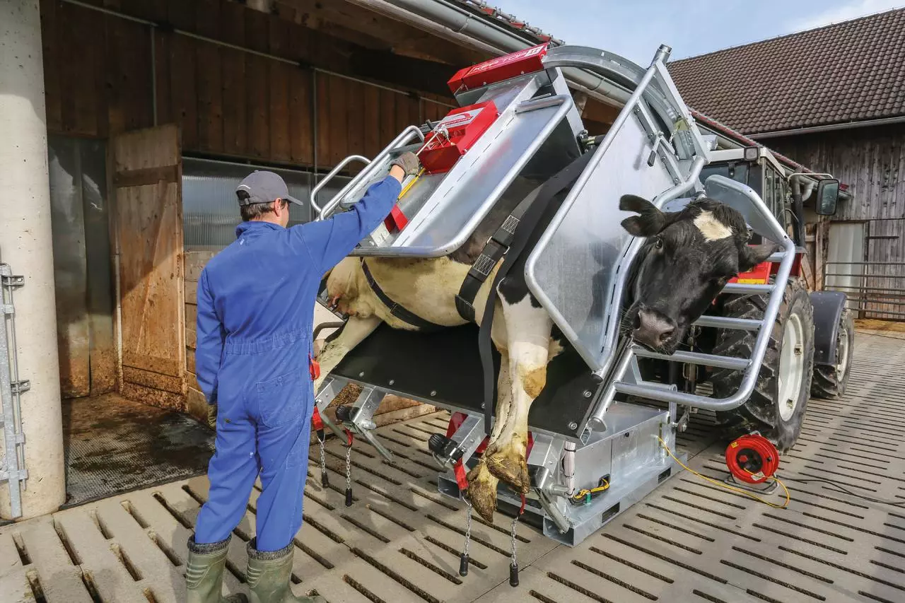 tilting cattle hoof care chute