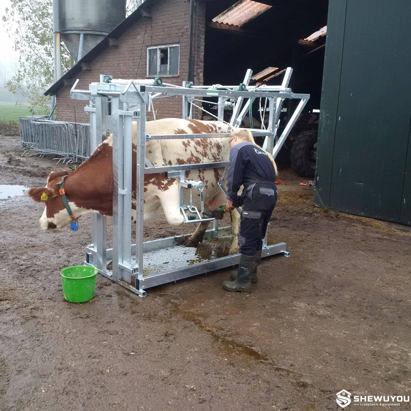 cattle hoof trimming chute working application