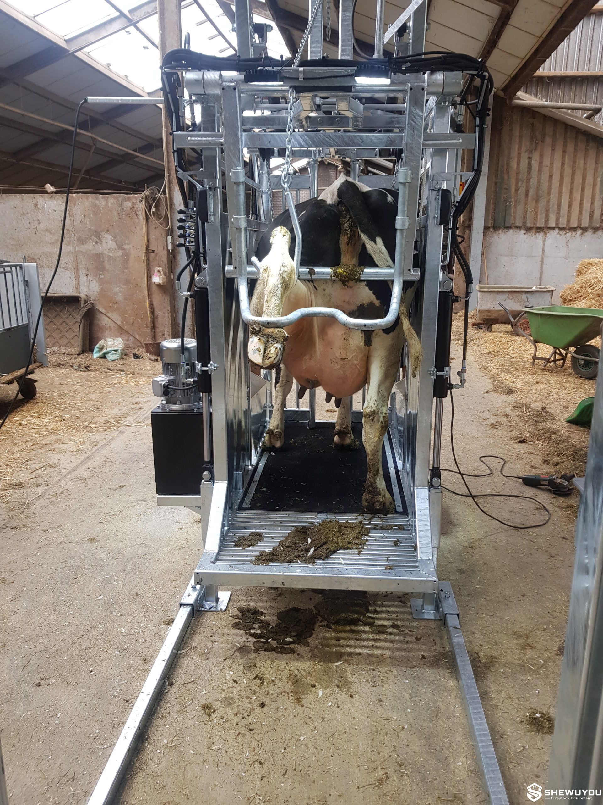 hydraulic cattle hoof trimming chute
