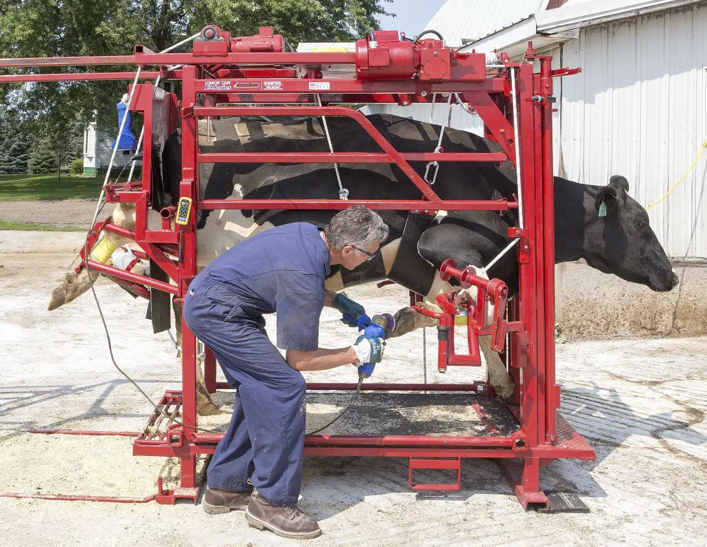 Hydraulic cattle hoof trimming chute