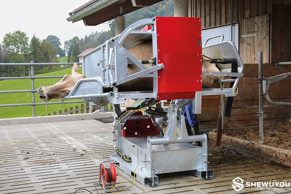 tilting cattle hoof trimming chute
