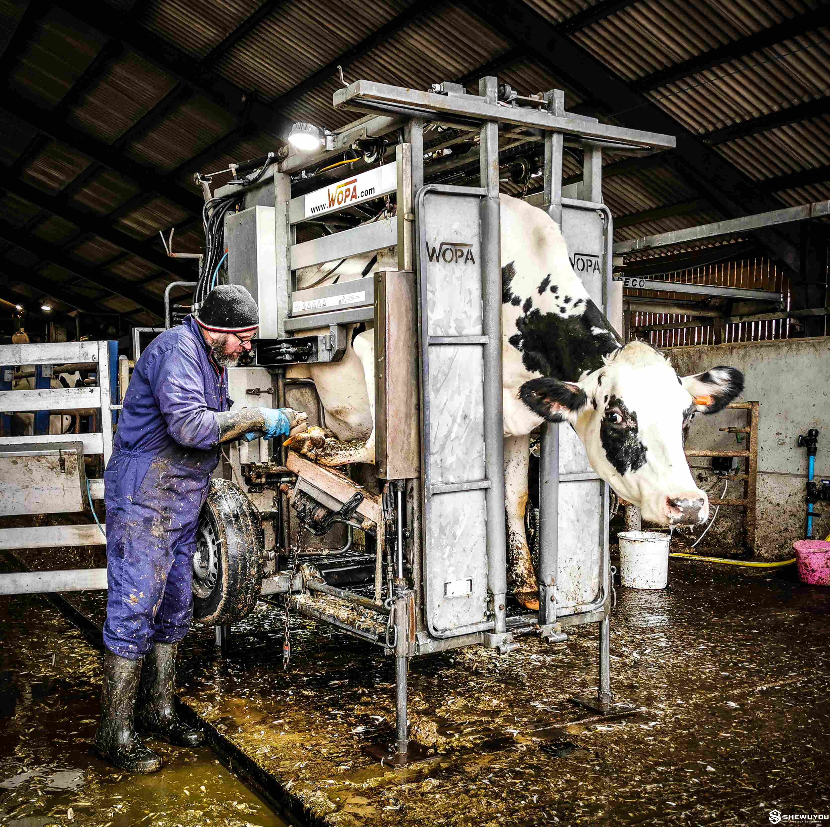 heavy-duty cattle hoof trimming equipment in use