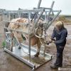 3-Point Hitch Cattle Hoof Trimming Table