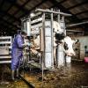 Heavy-Duty Bull Hoof Trimming Chute