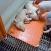 Piglet Heating Plate Controller