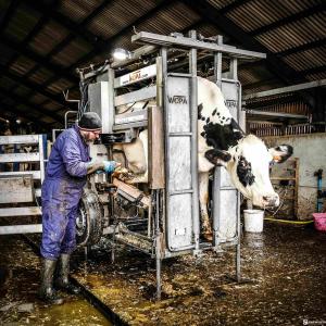 Heavy-Duty Bull Hoof Trimming Chute - SHEWUYOU Livestock Equipment