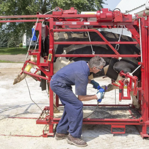 Remote-Control Hydraulic Hoof Trimming Chute - SHEWUYOU Livestock Equipment