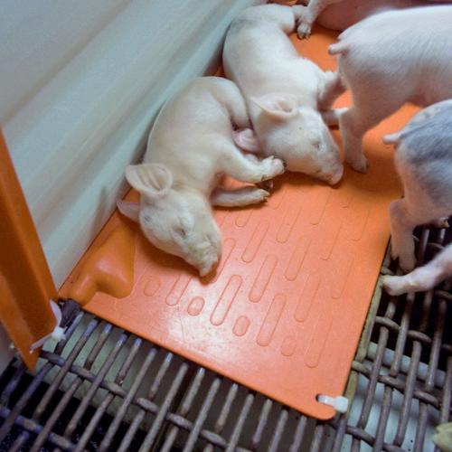 Piglet Heating Plate Controller - SHEWUYOU Livestock Equipment