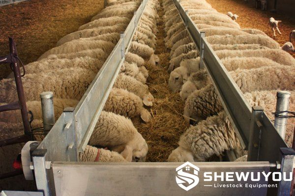 Sheep feed trough system in livestock barn