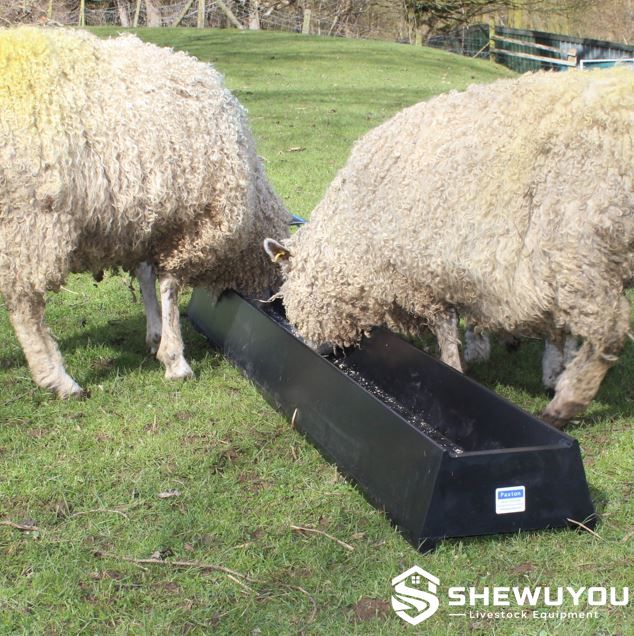 Sheep feeding from livestock feed trough