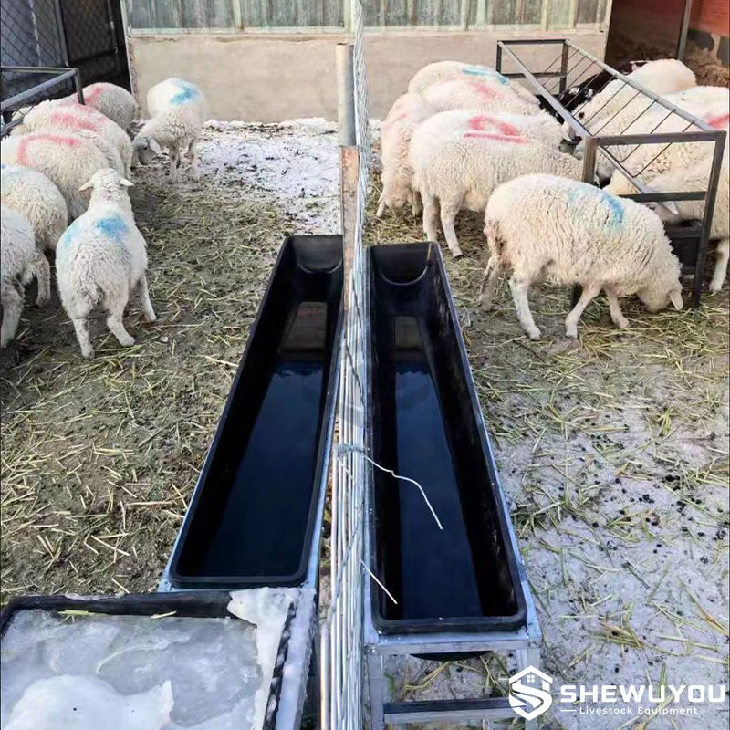 Sheep livestock feeding trough farm application