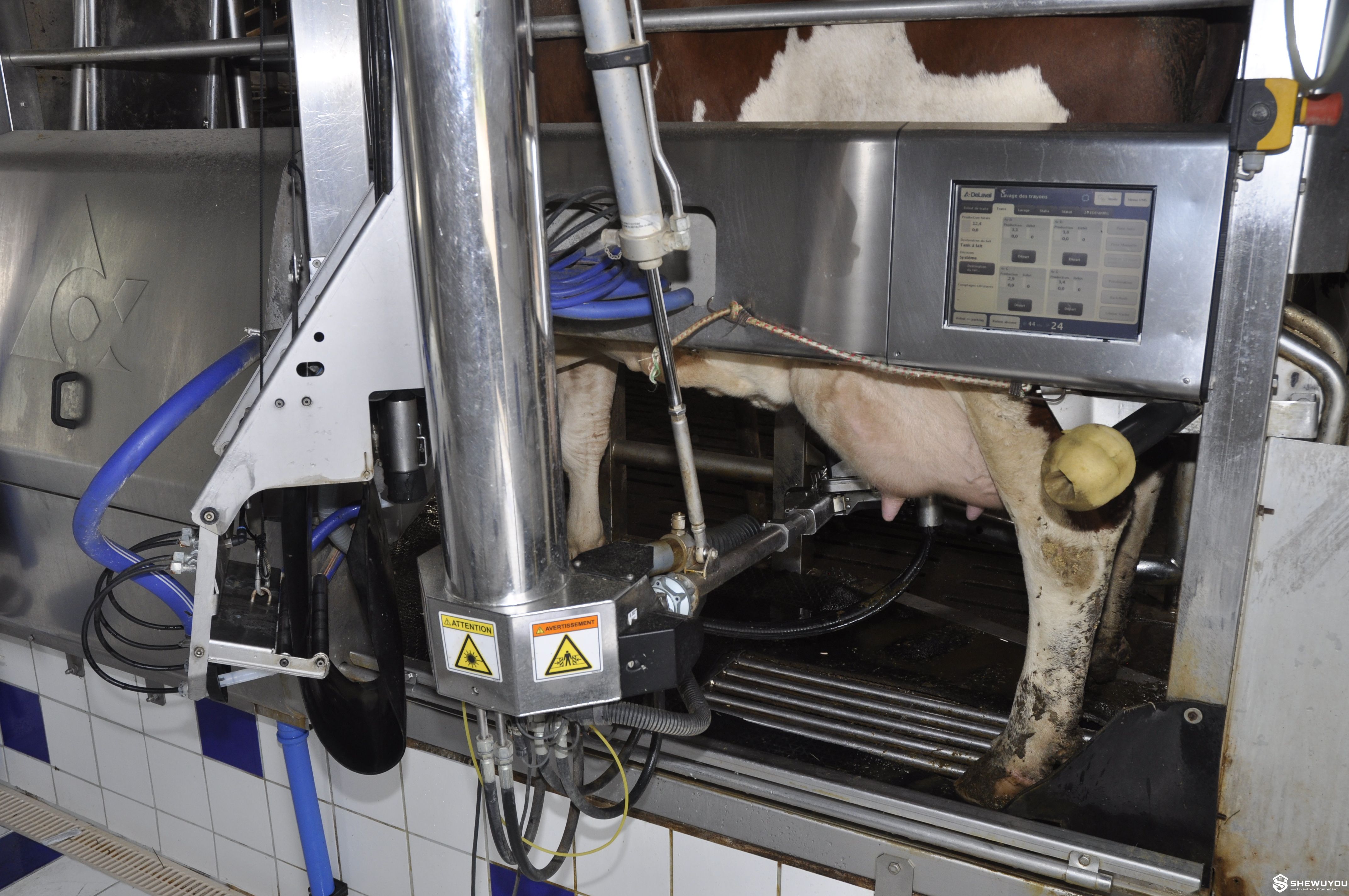 Automatic teat cleaning cup for dairy cows