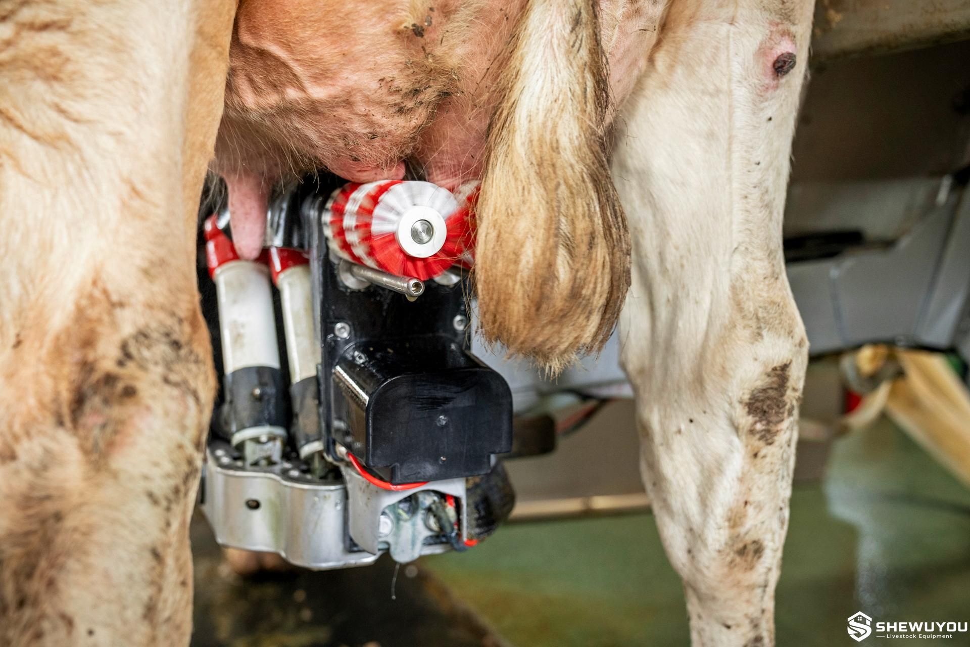 Robotic milking teat cleaning equipment
