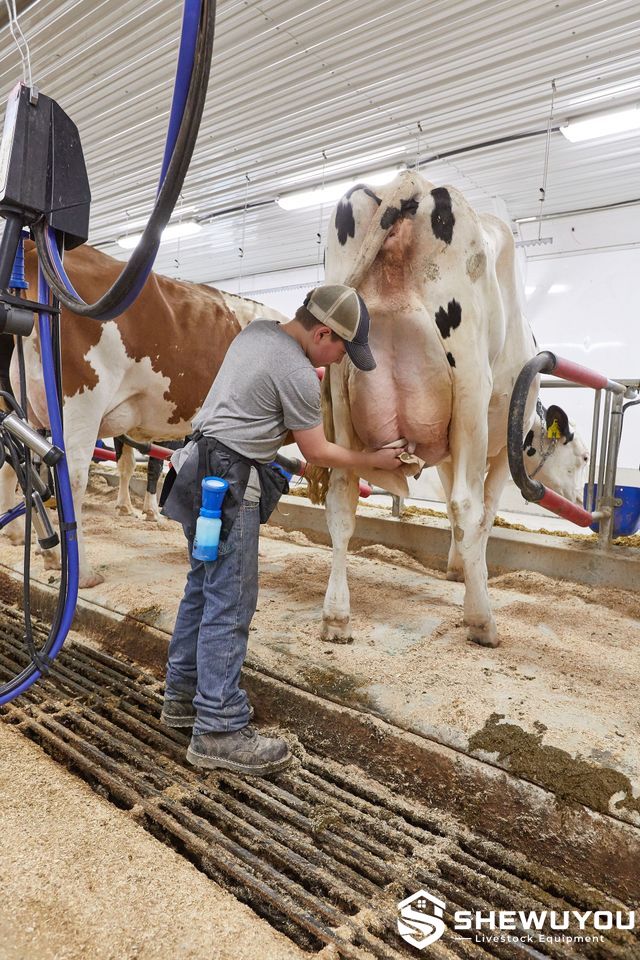 Dairy cow udder preparation in commercial milking parlor