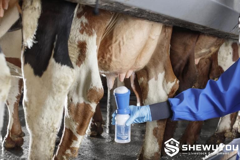 Pre-milking teat foam application on dairy cow