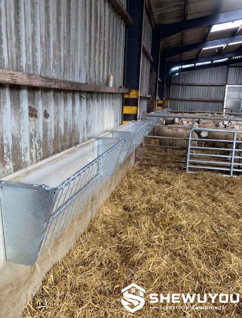 Sheep feeder installation in livestock barn