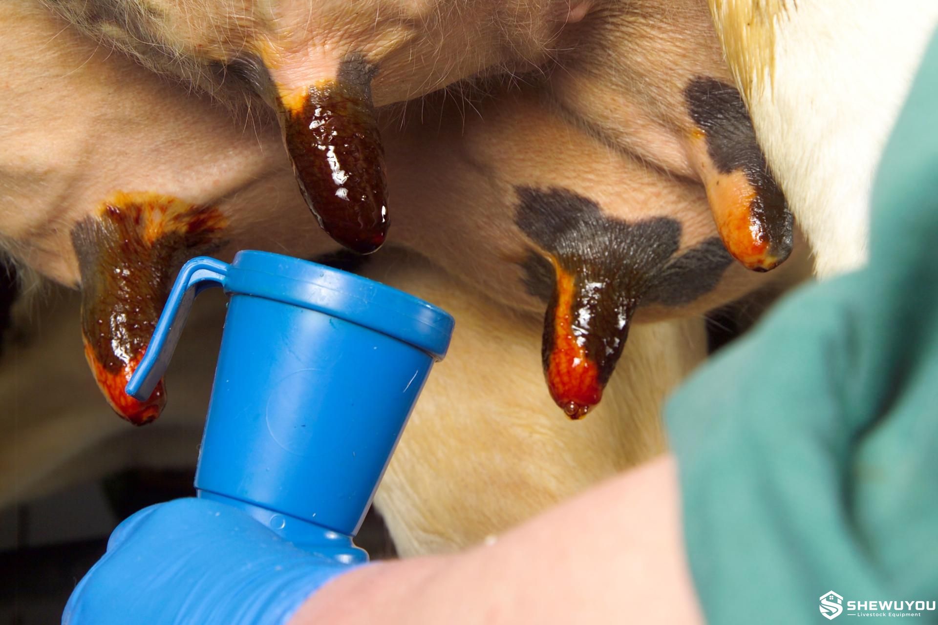 Cow Teat Dip Cup for dairy cow teat dipping and udder hygiene