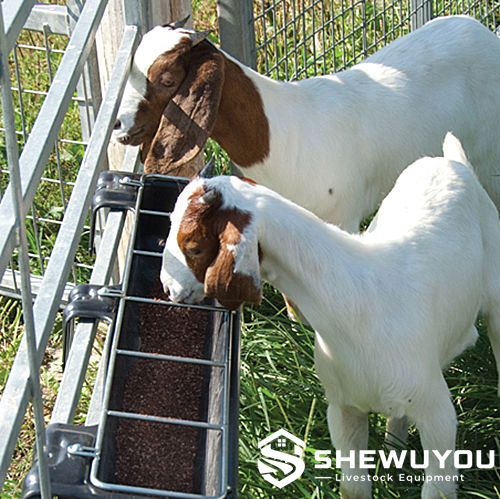 Goats feeding from a trough with feeding grill
