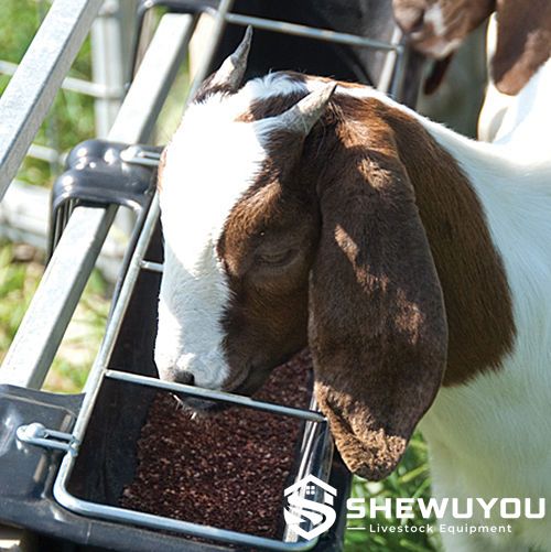 Goat feeding trough with controlled feeding openings