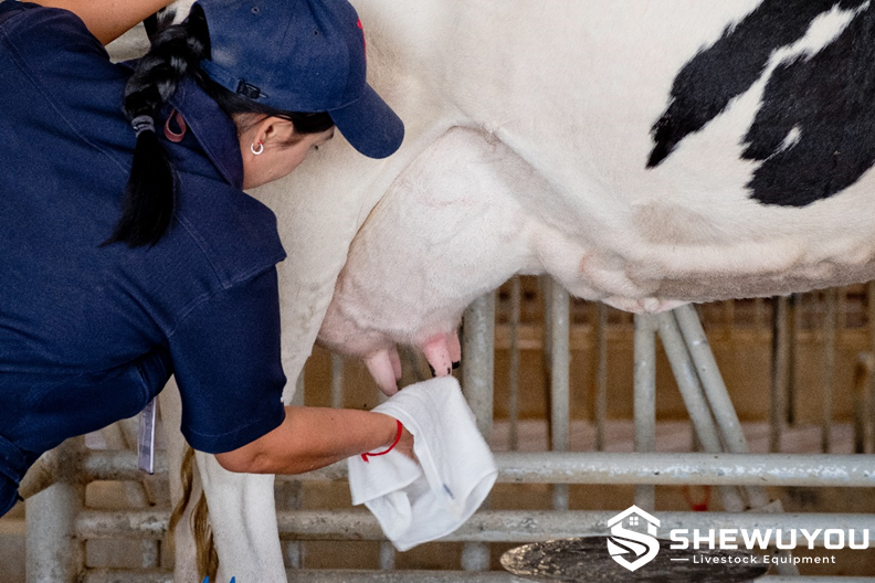 Dairy cow teat hygiene and milking preparation procedure