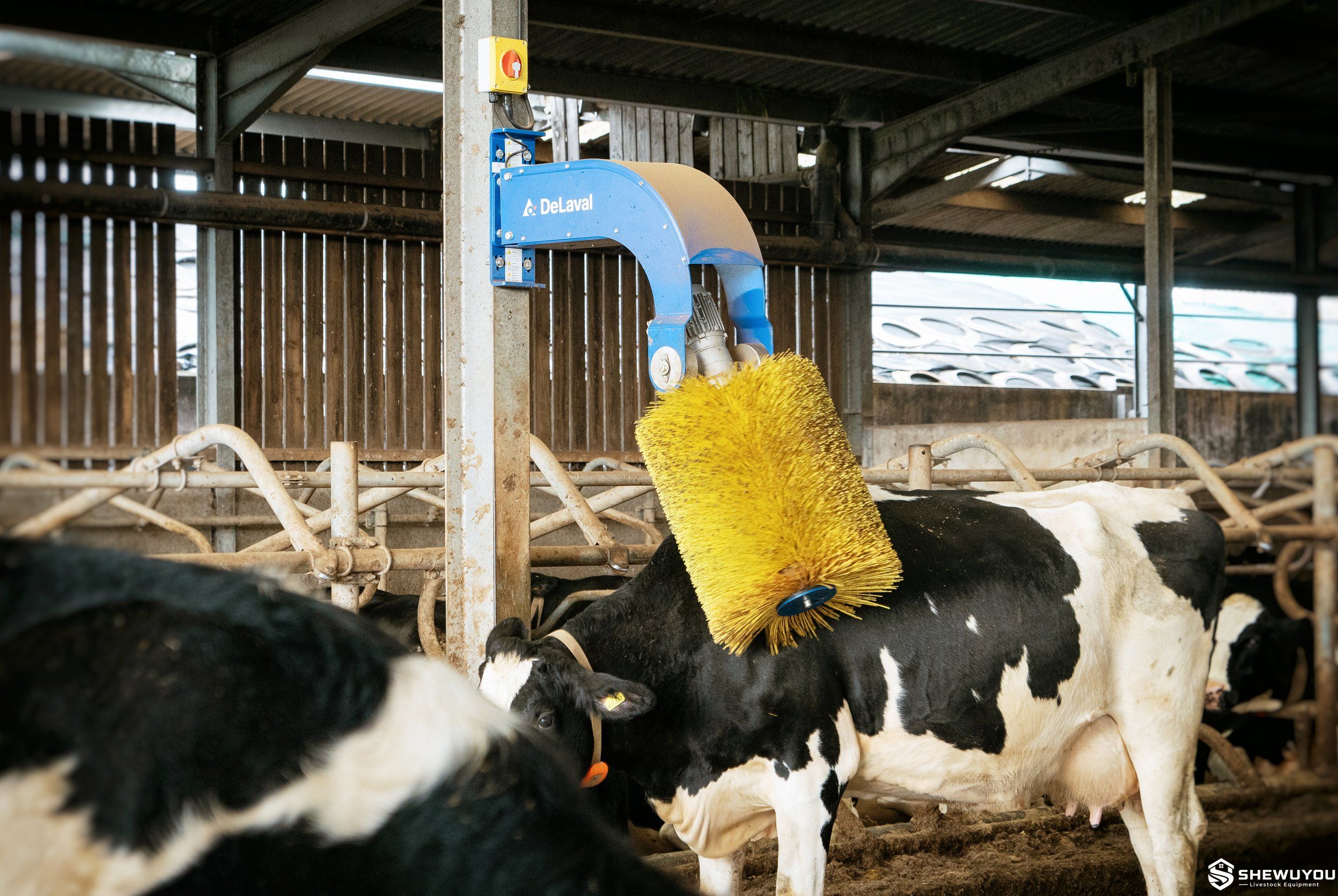 Swing cow brush for dairy cattle grooming