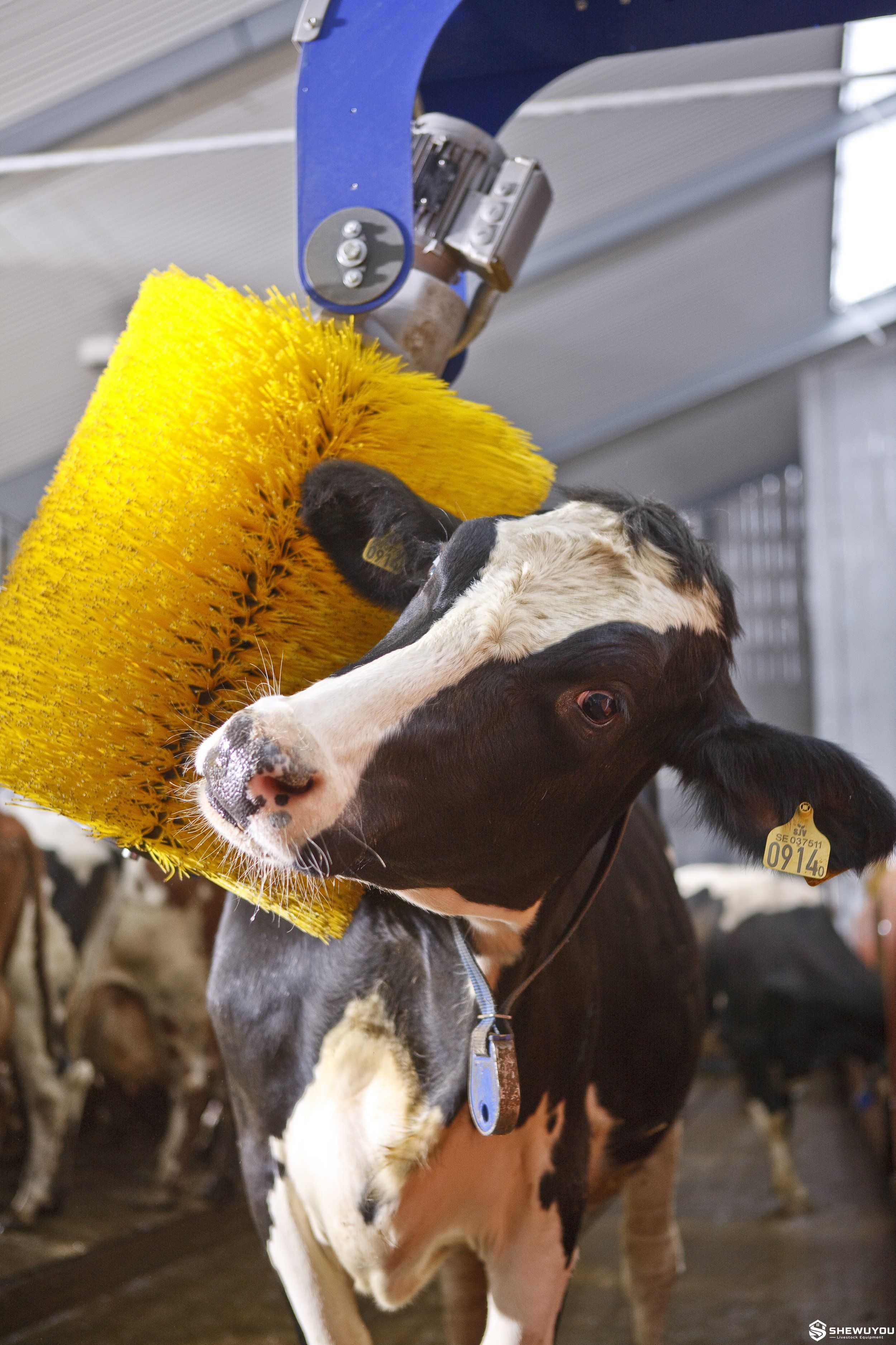 Dairy cow using a swing grooming brush