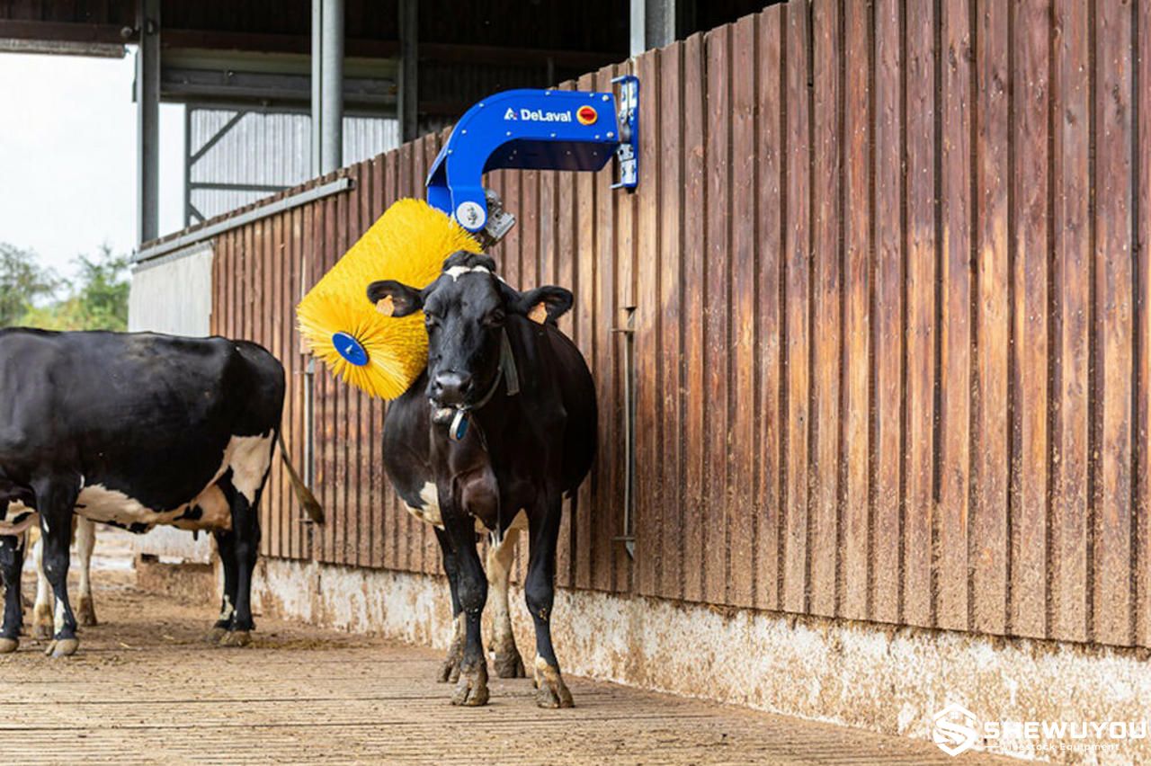 Cow comfort brush in livestock housing