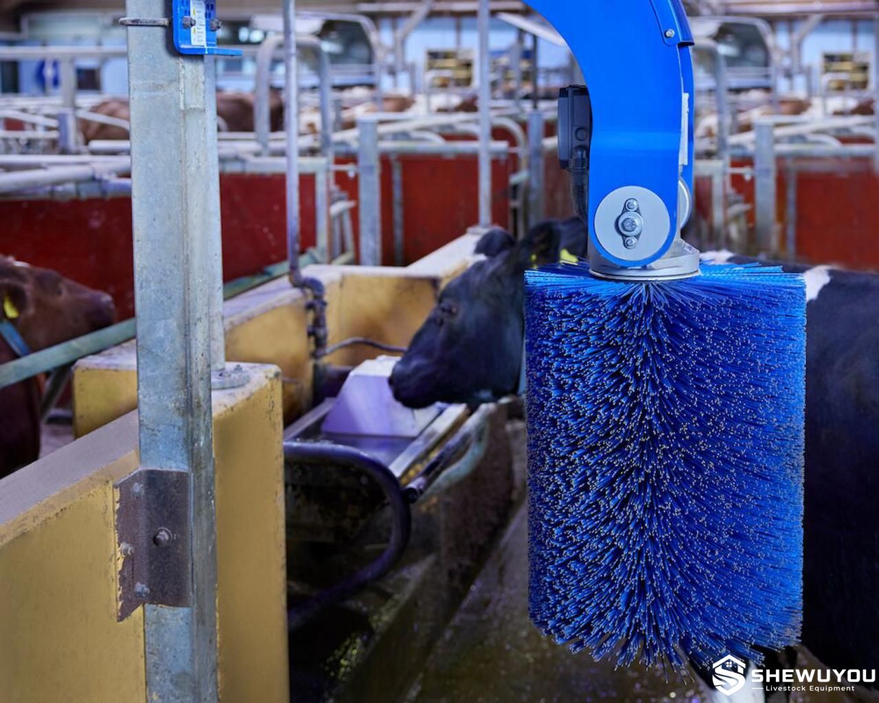 Cow brush roller installed on dairy cattle grooming equipment