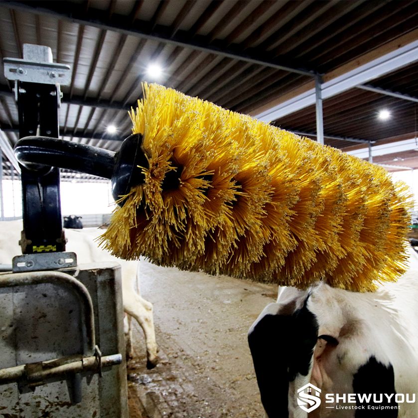 Cow brush roller operating in a commercial dairy barn