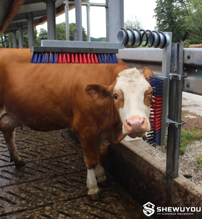 Cattle using flexible spring mounted grooming brush