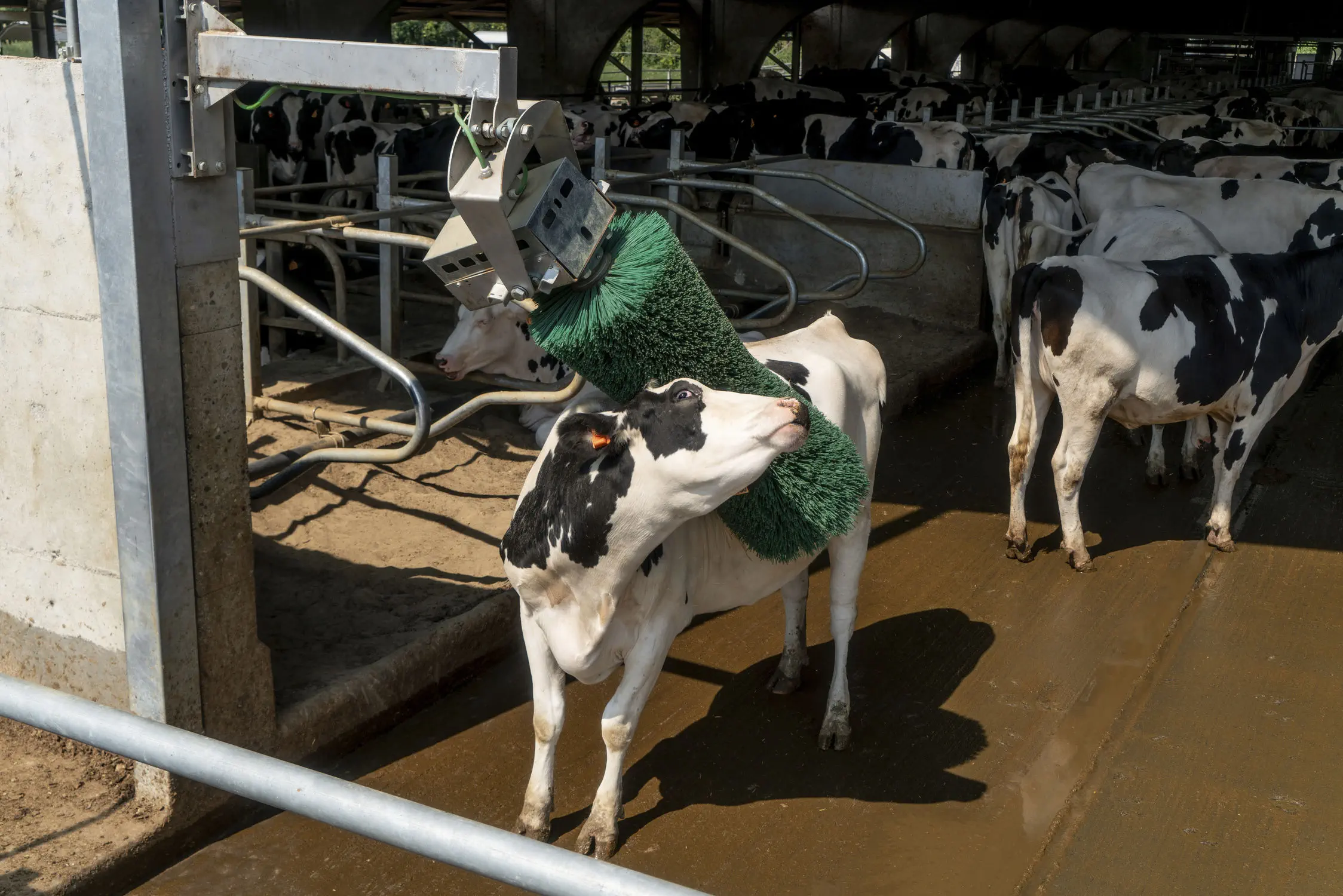 Cattle using spring mounted grooming brush