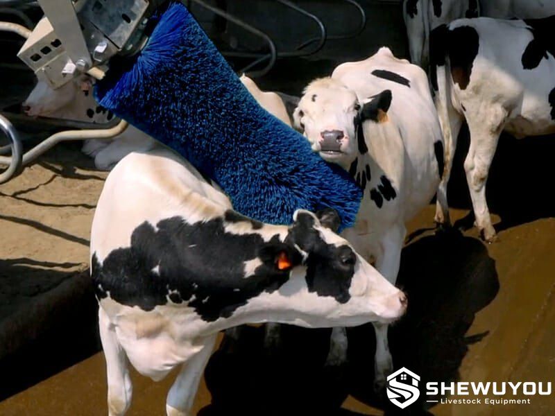 Cow comfort brush system for dairy cattle