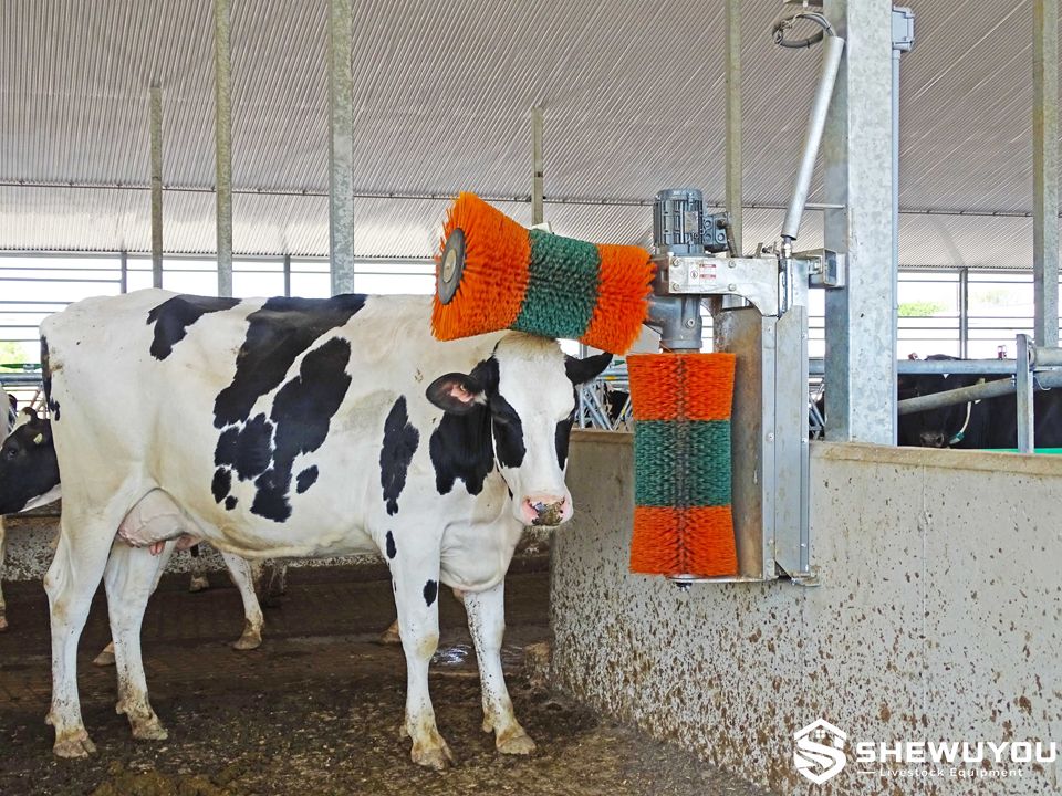 Motorized cow brush system for dairy cattle