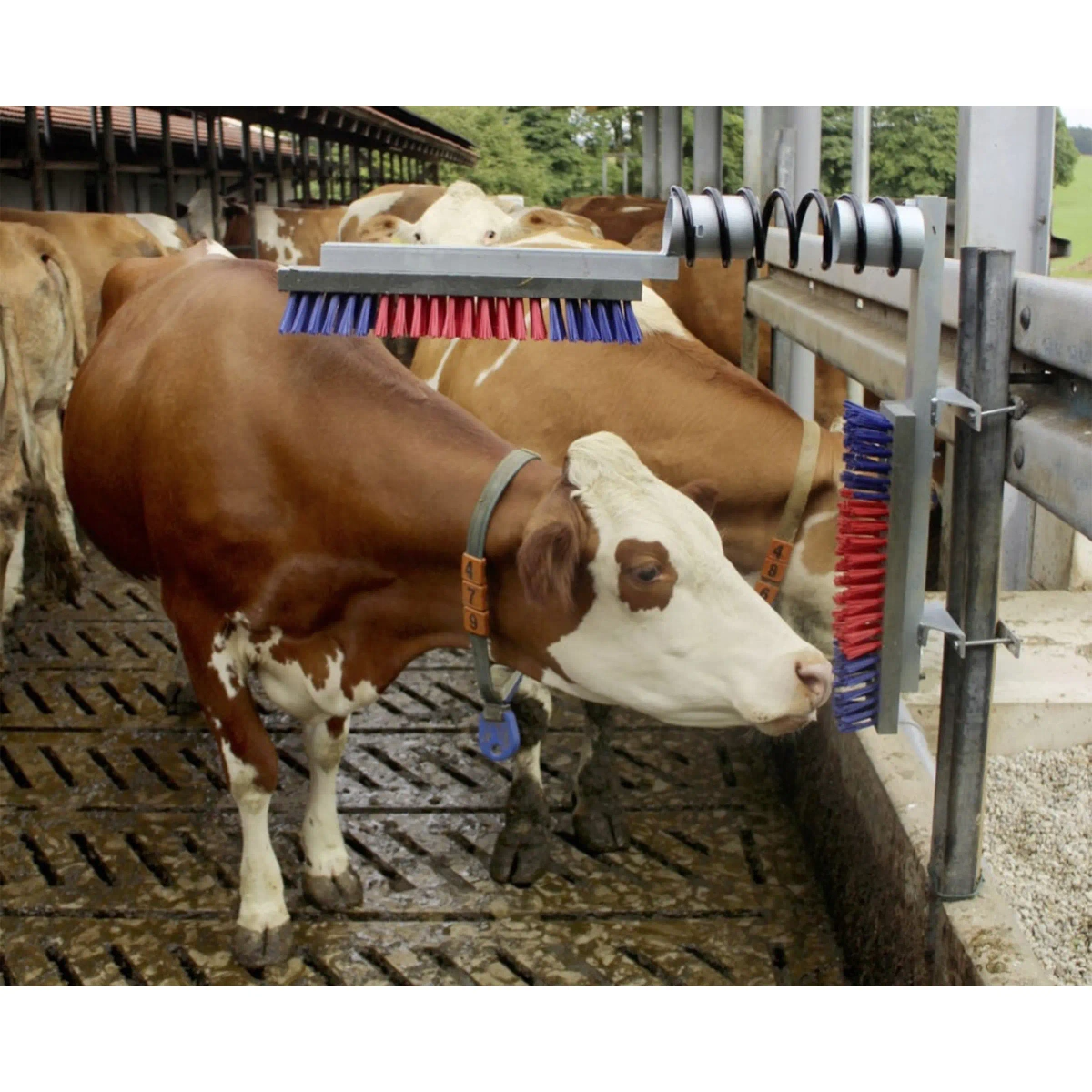 Cattle grooming brush and livestock grooming tools